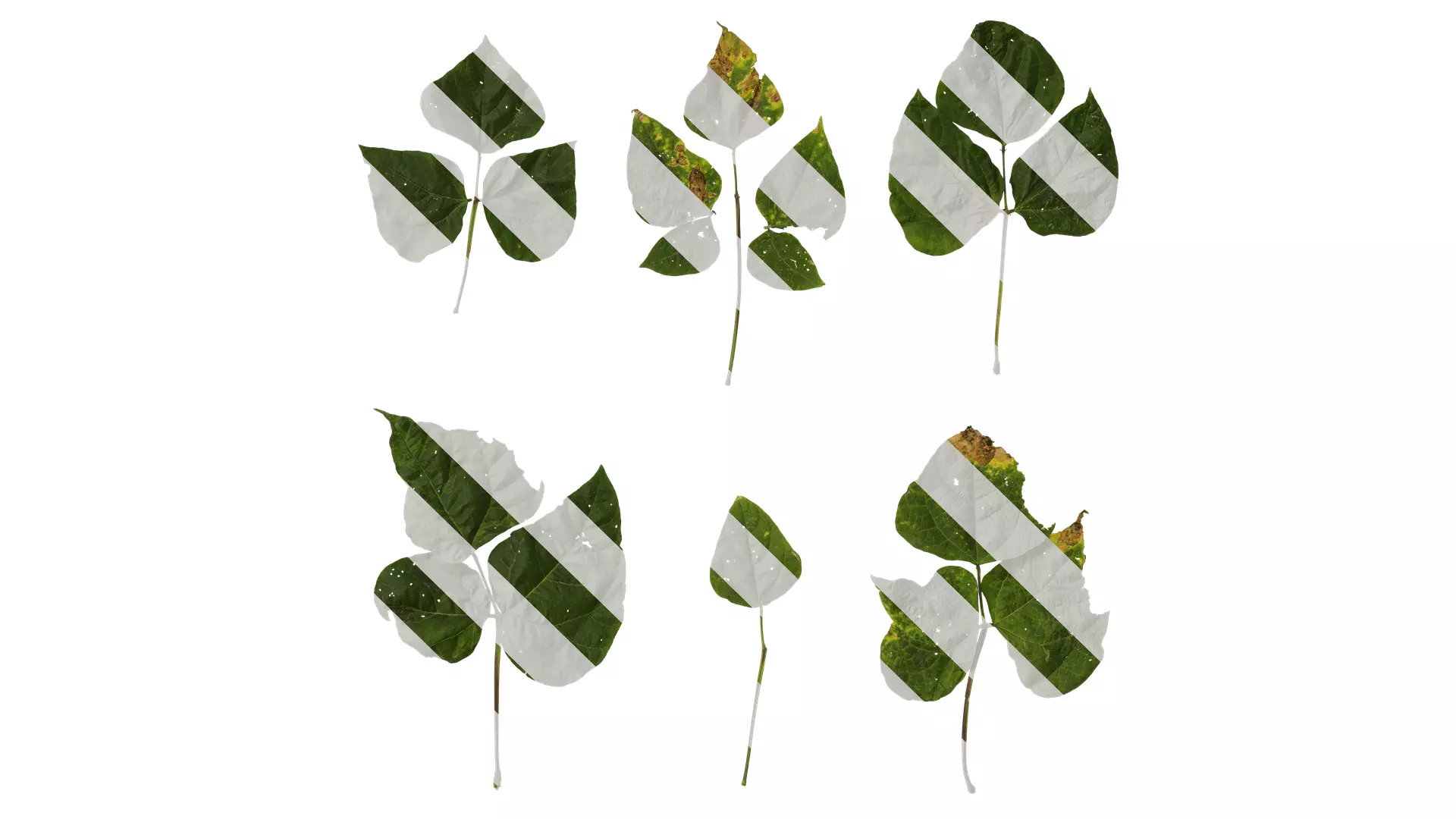 Anydrafts Phaseolus vulgaris Leaf 04 Texture