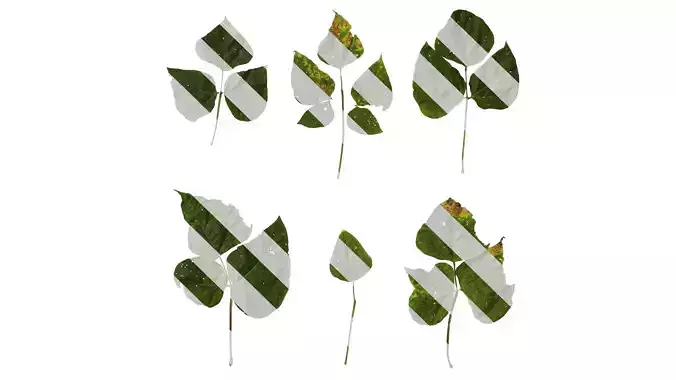 Anydrafts Phaseolus vulgaris Leaf 04