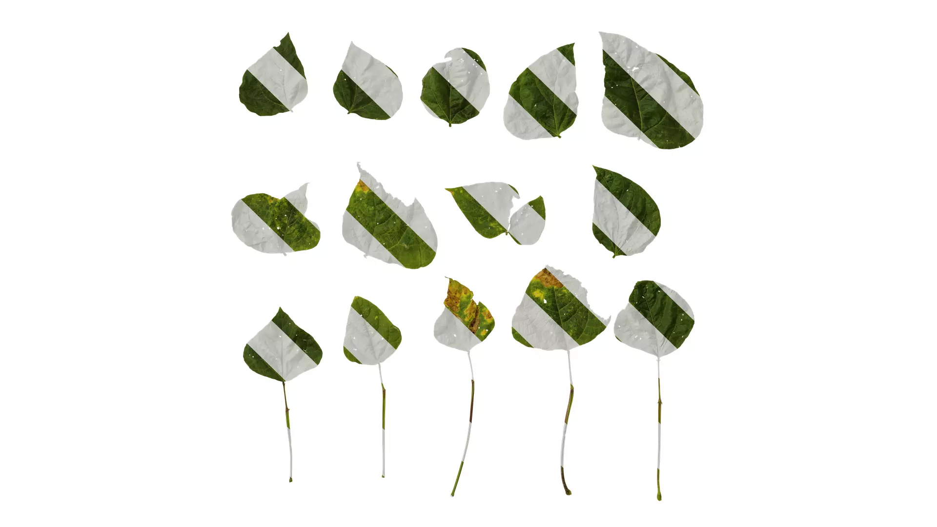 Anydrafts Phaseolus vulgaris Leaf 05 Texture