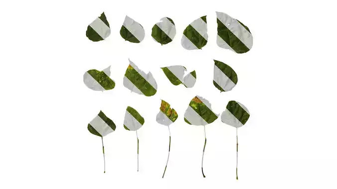 Anydrafts Phaseolus vulgaris Leaf 05