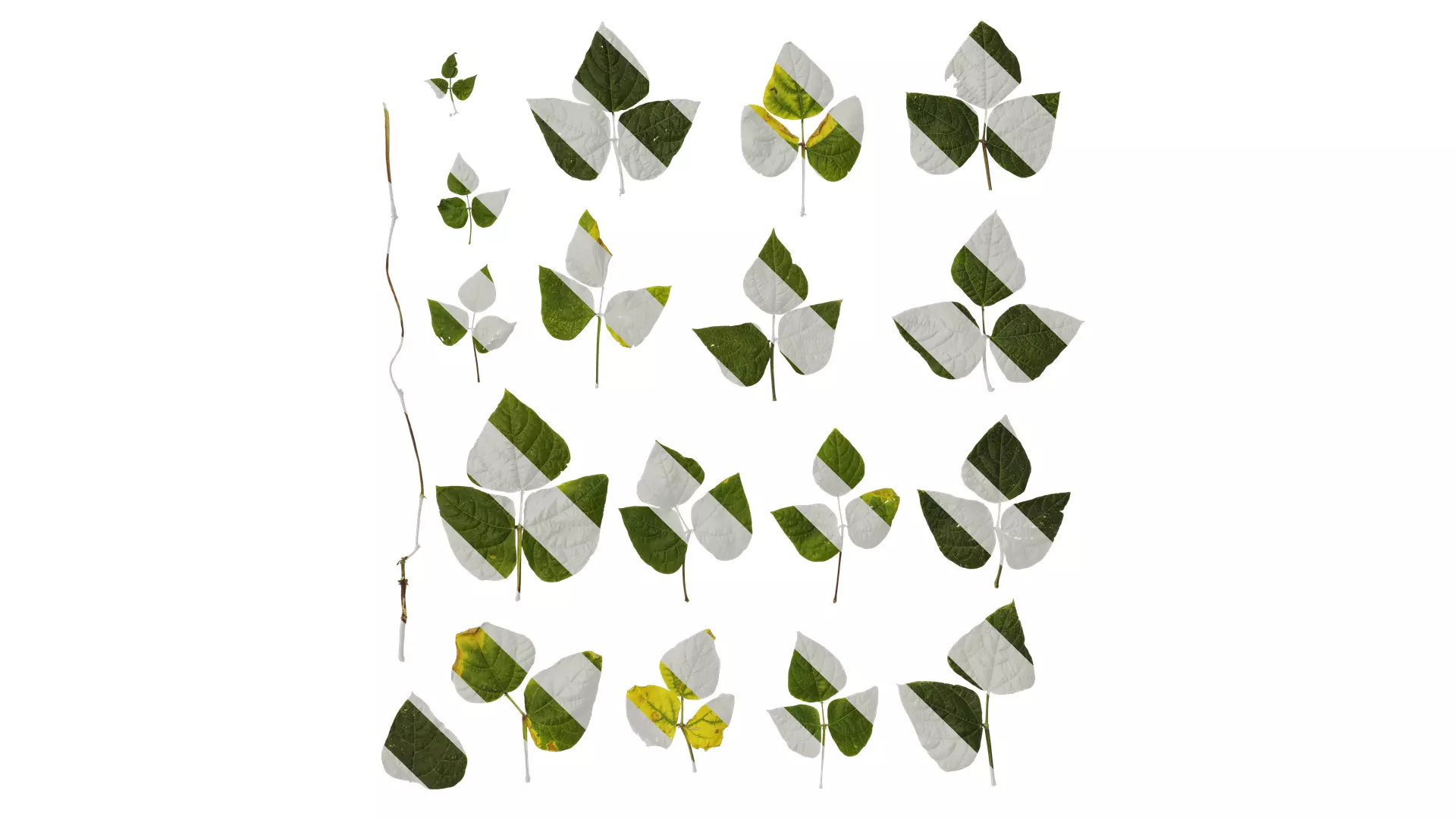 Anydrafts Phaseolus vulgaris Leaf 06 Texture