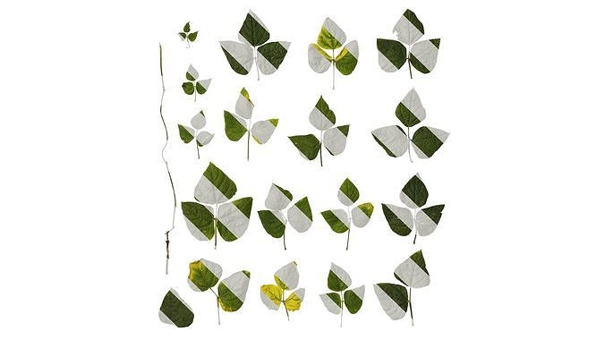 Anydrafts Phaseolus vulgaris Leaf 06 Texture