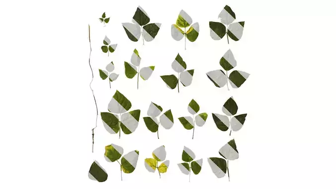 Anydrafts Phaseolus vulgaris Leaf 06