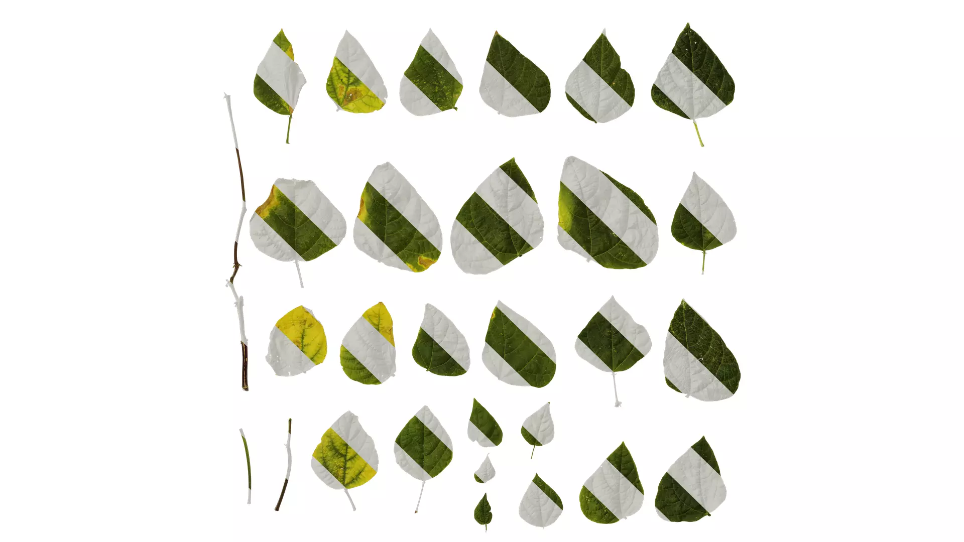 Anydrafts Phaseolus vulgaris Leaf 07 Texture
