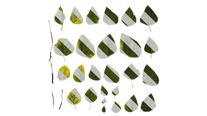 Anydrafts Phaseolus vulgaris Leaf 07 Texture