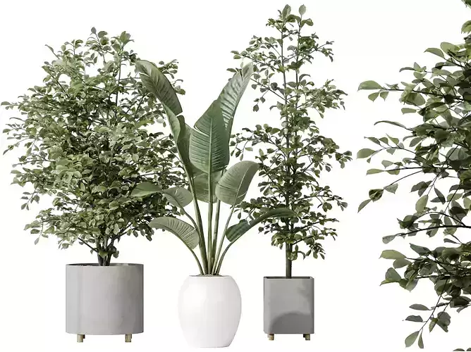 AV Indoor plants set180 Alnus Alder Hazel and Strelitzia Nicolai 3D model