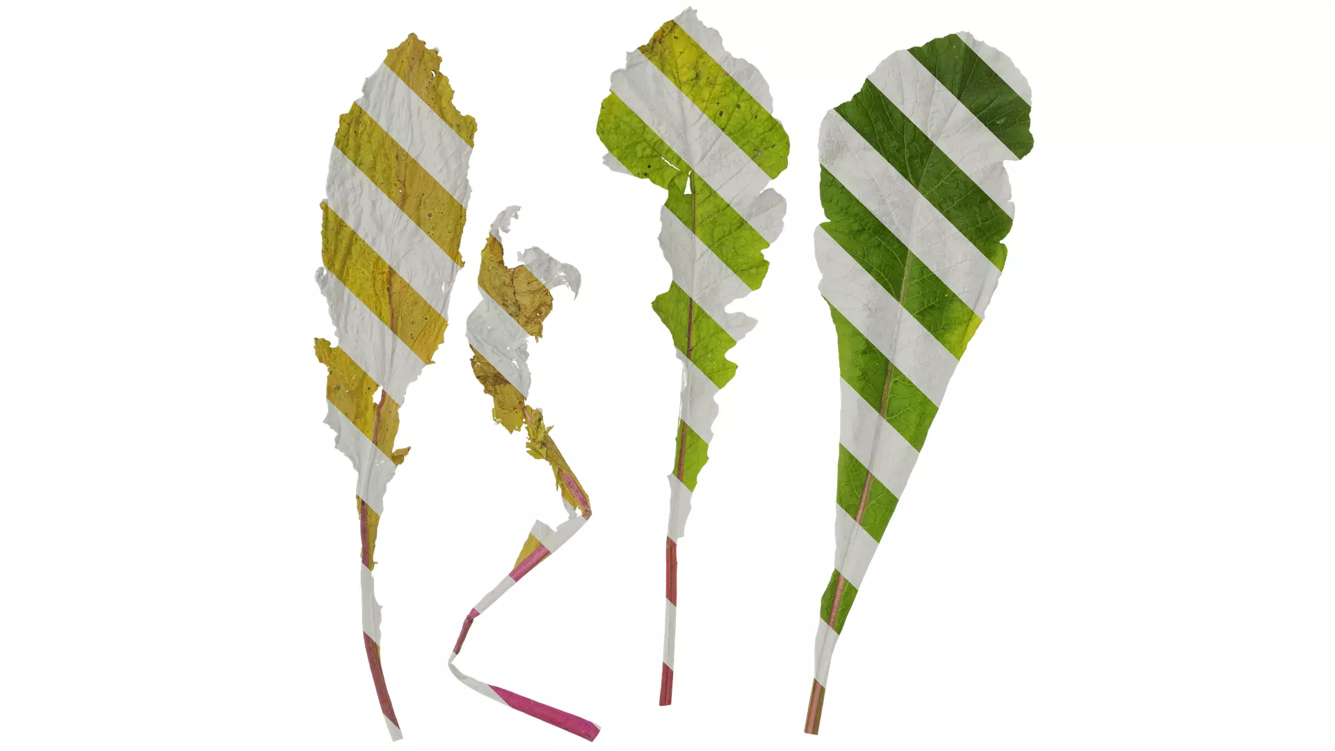 Anydrafts Raphanus sativus Leaf 04 Texture