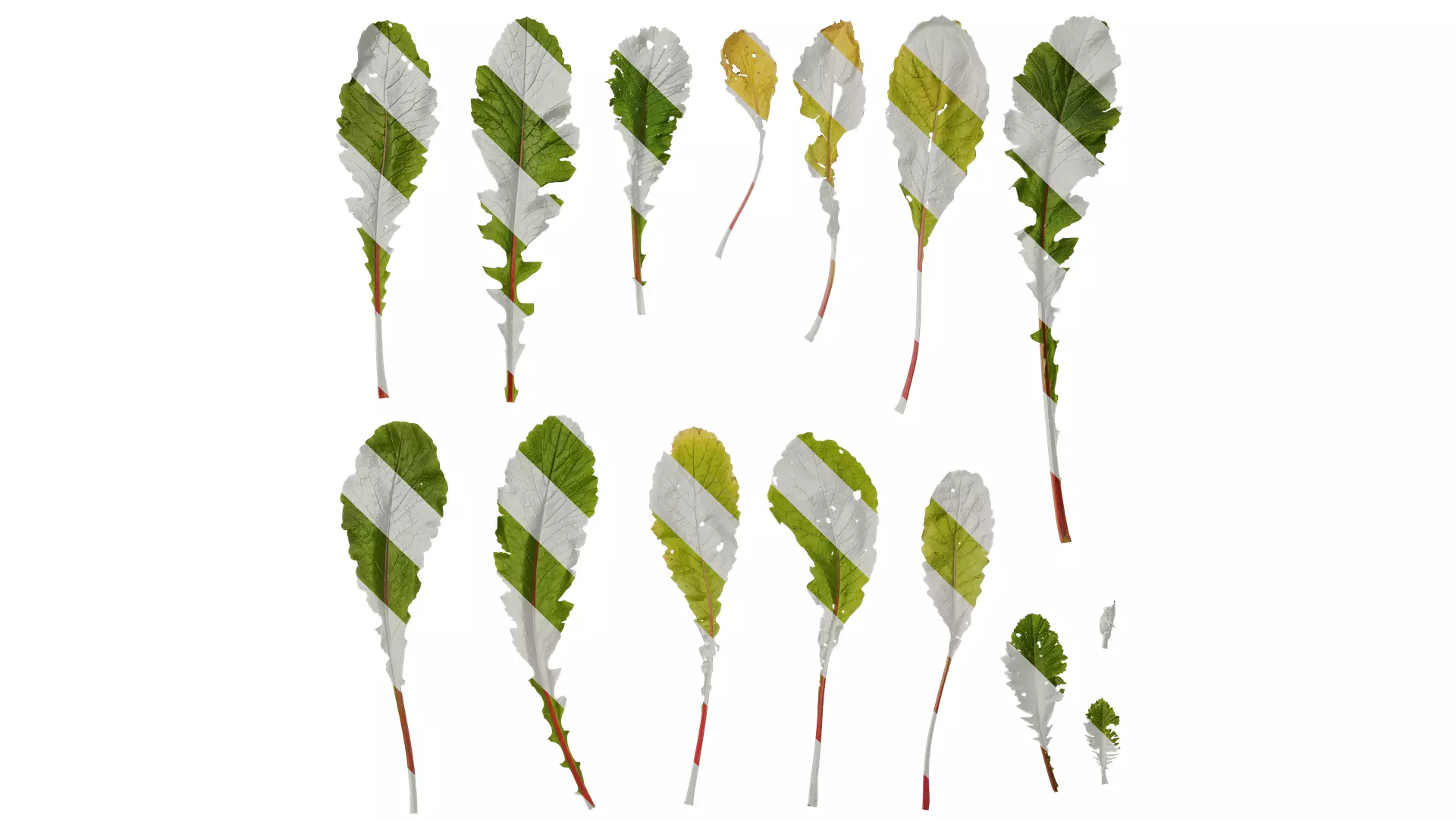 Anydrafts Raphanus sativus Leaf 10 Texture