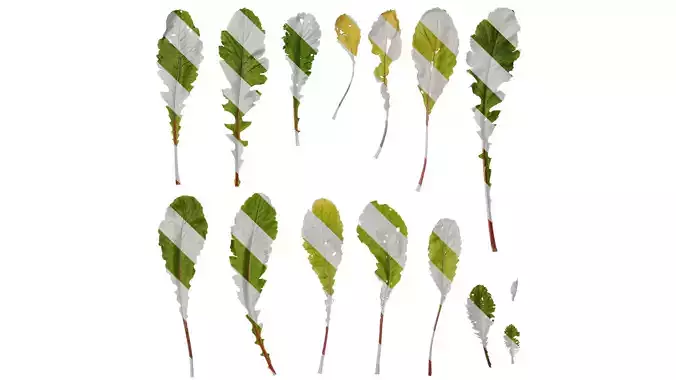 Anydrafts Raphanus sativus Leaf 10 Texture