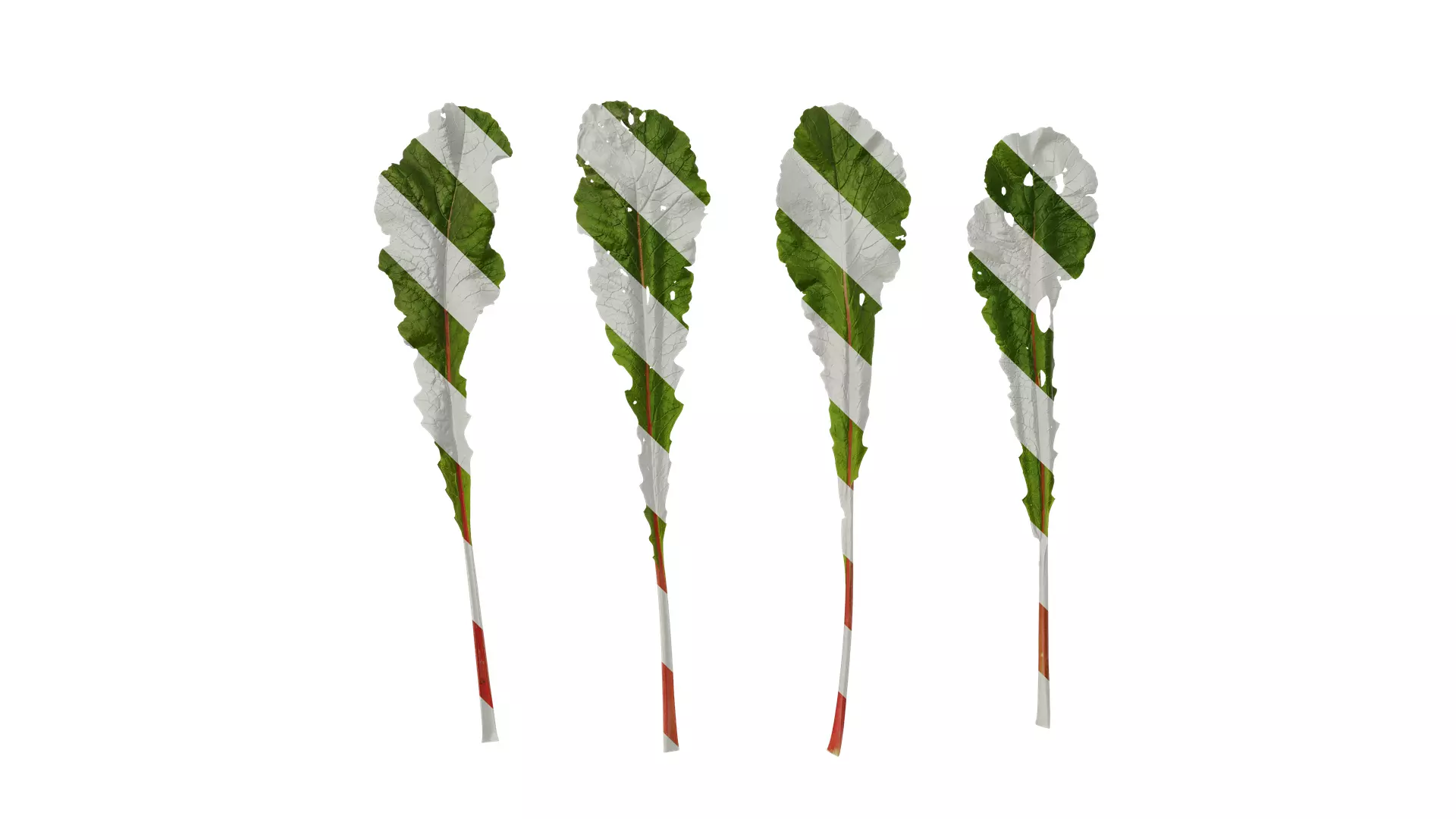 Anydrafts Raphanus sativus Leaf 11 Texture