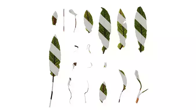 Anydrafts Rumex sanguineus Leaf 01