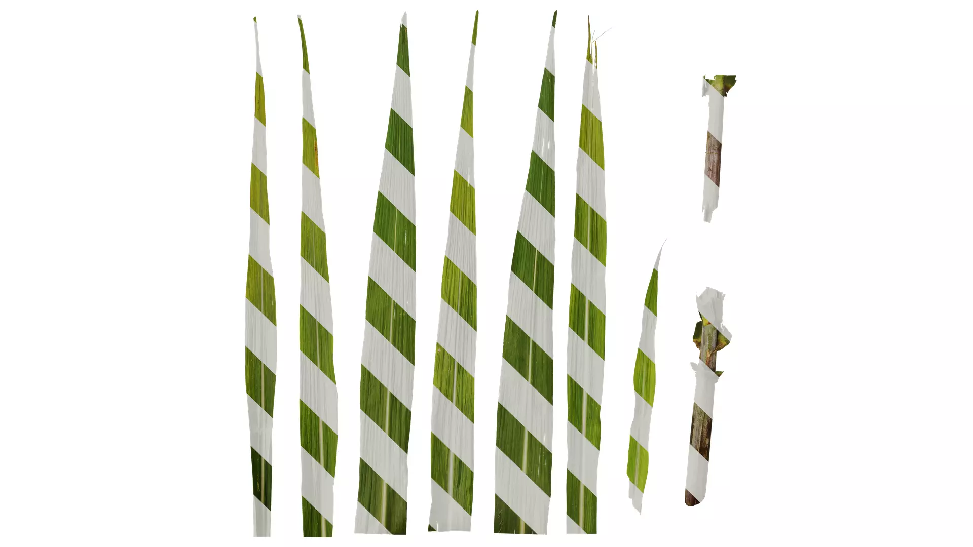 Anydrafts Saccharum officinarum Leaf 01 Texture
