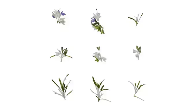 Anydrafts Salvia rosmarinus Atlas 03