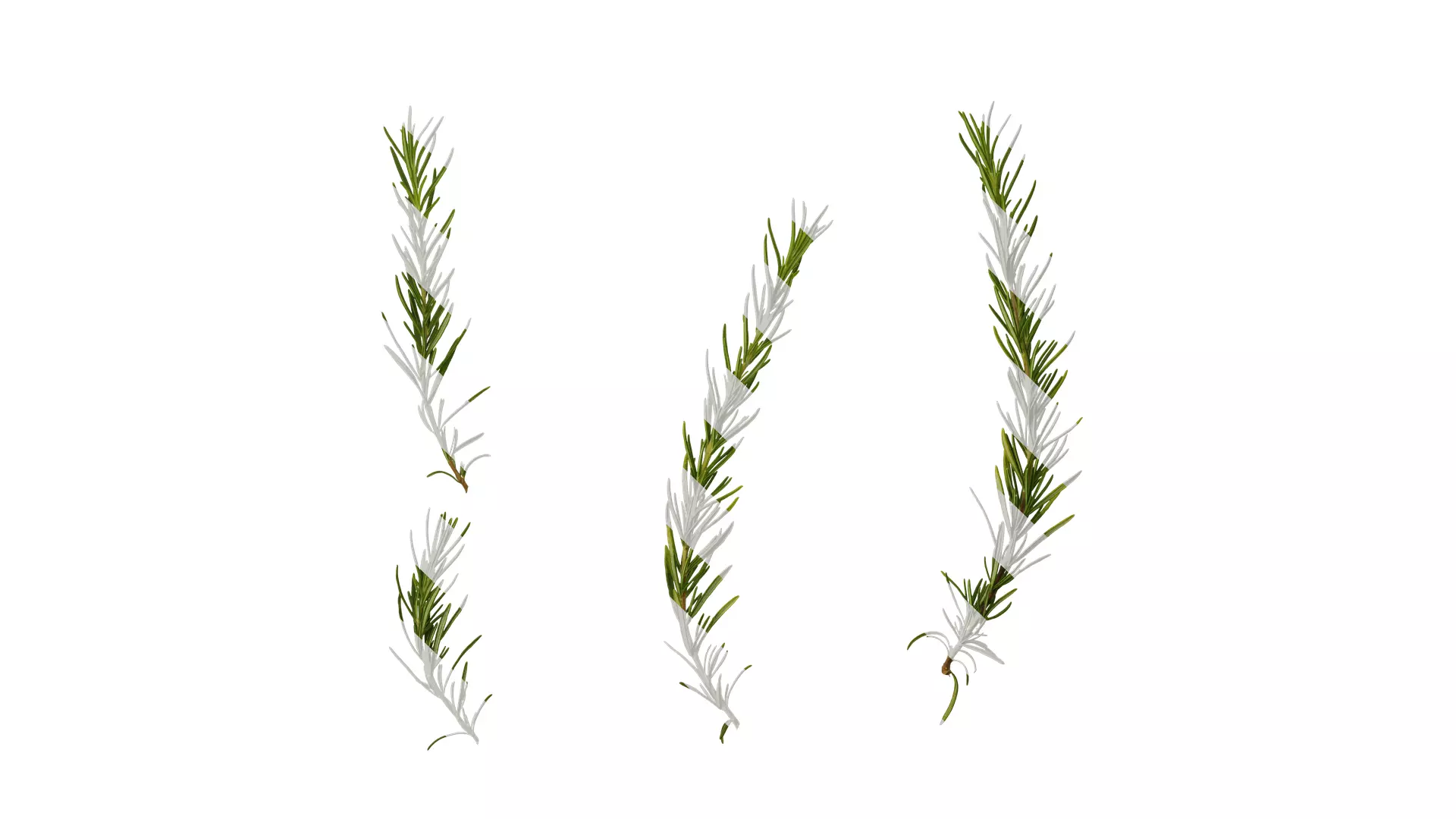 Anydrafts Salvia rosmarinus Atlas 07 Texture_0