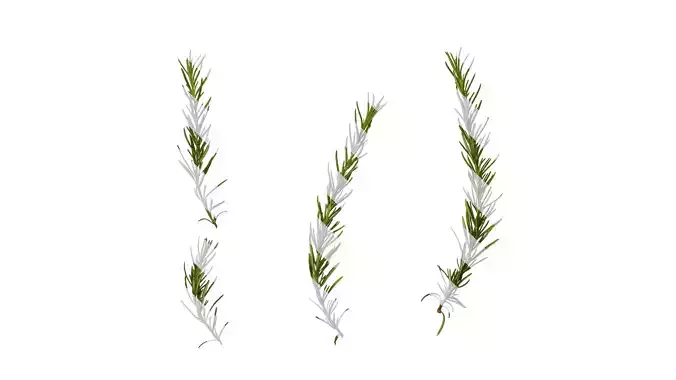 Anydrafts Salvia rosmarinus Atlas 07