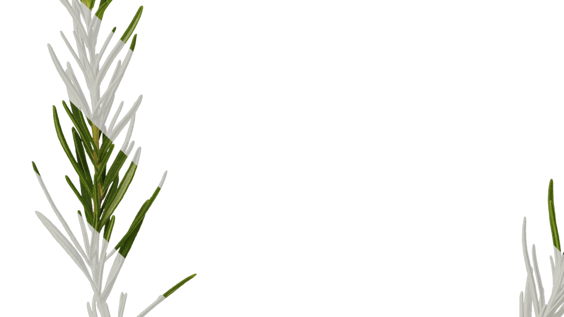 Anydrafts Salvia rosmarinus Atlas 07 Texture_3