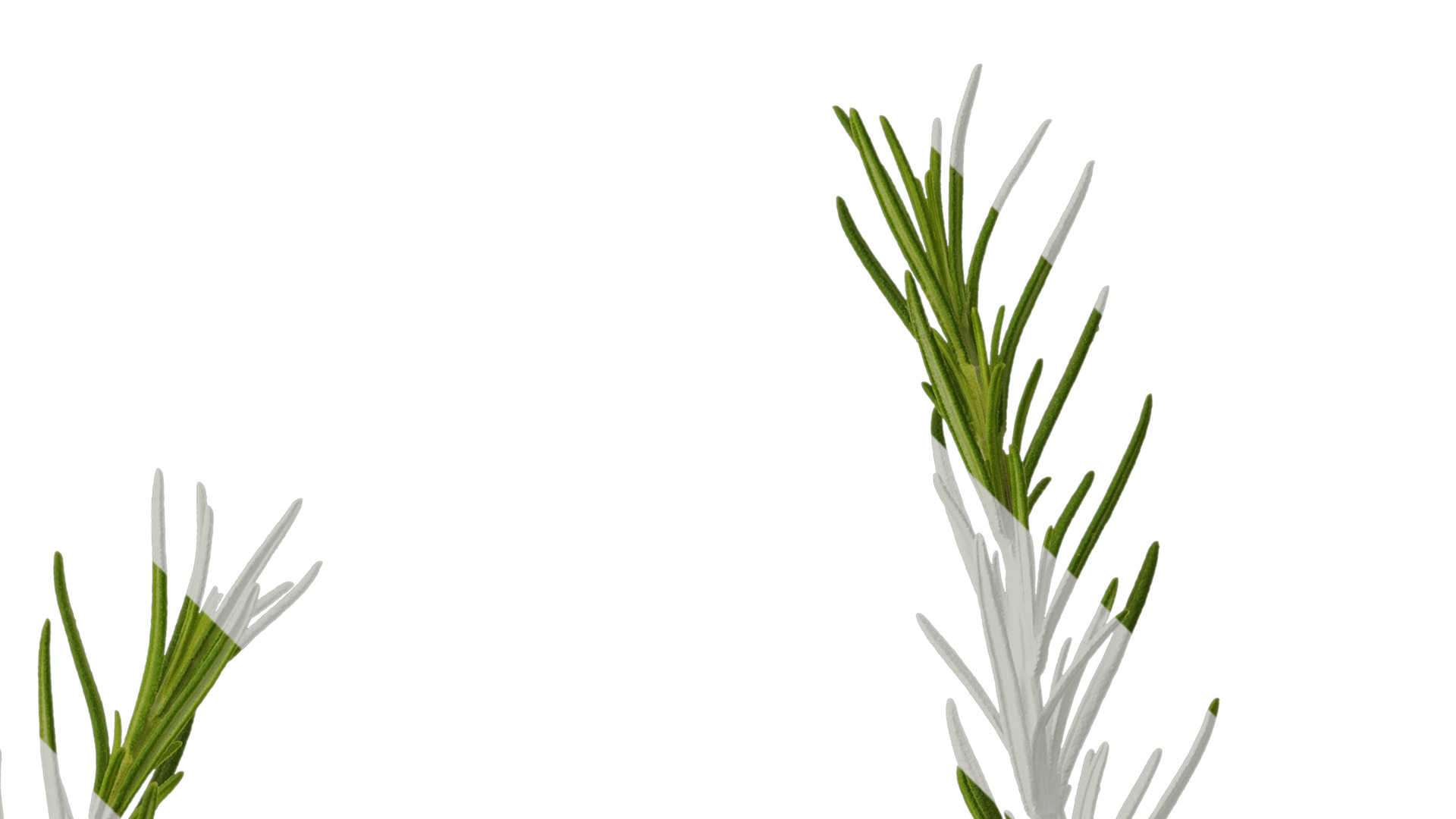 Anydrafts Salvia rosmarinus Atlas 07 Texture_2