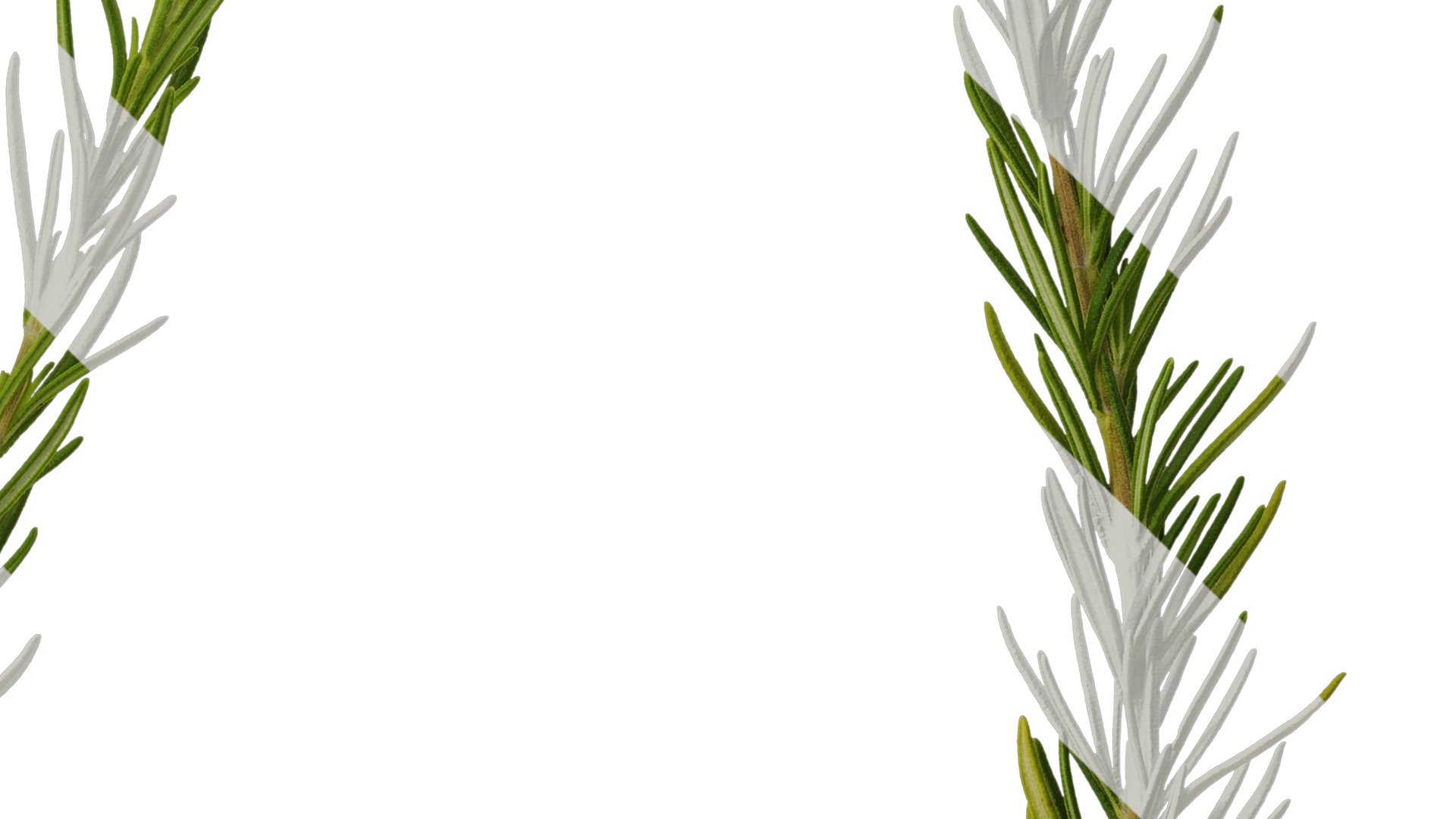 Anydrafts Salvia rosmarinus Atlas 07 Texture_4