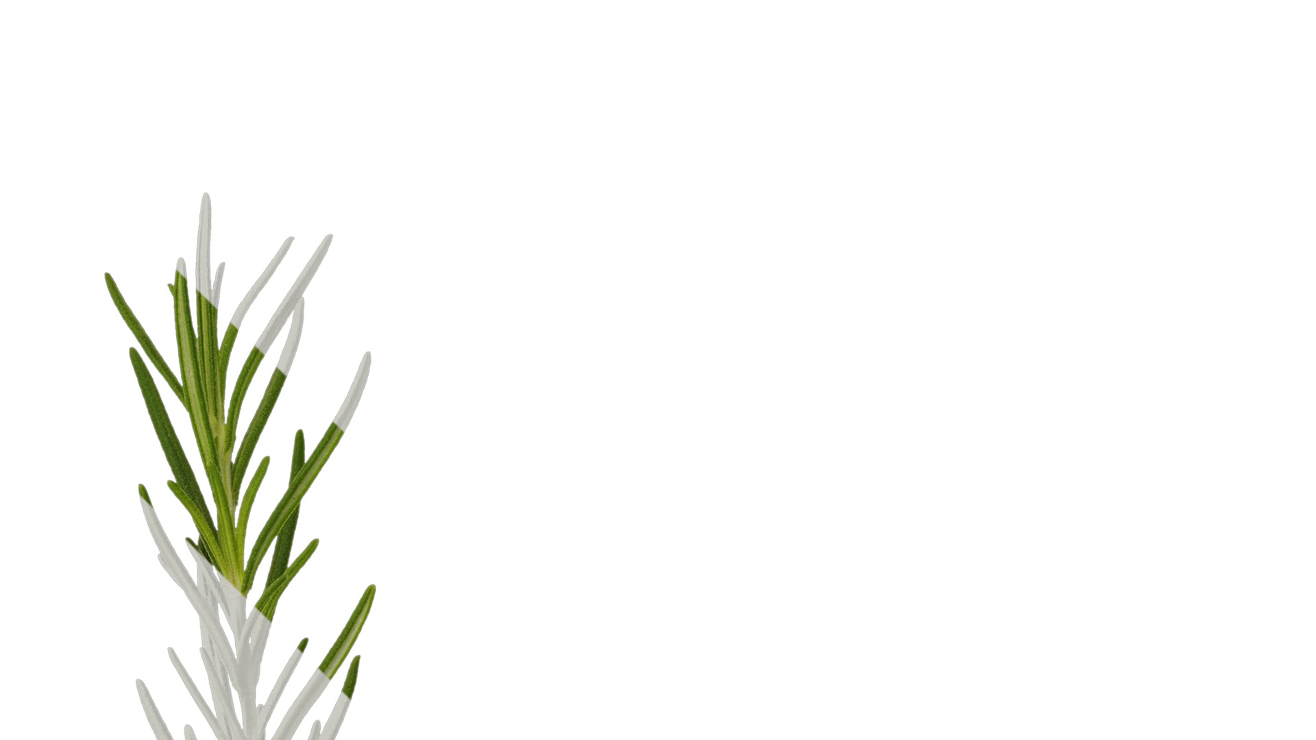 Anydrafts Salvia rosmarinus Atlas 07 Texture_1