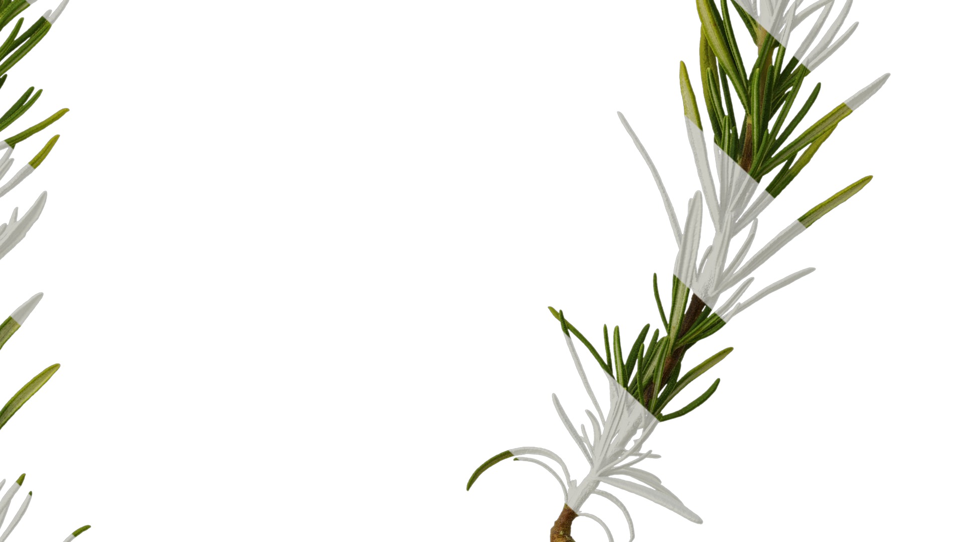 Anydrafts Salvia rosmarinus Atlas 07 Texture_6