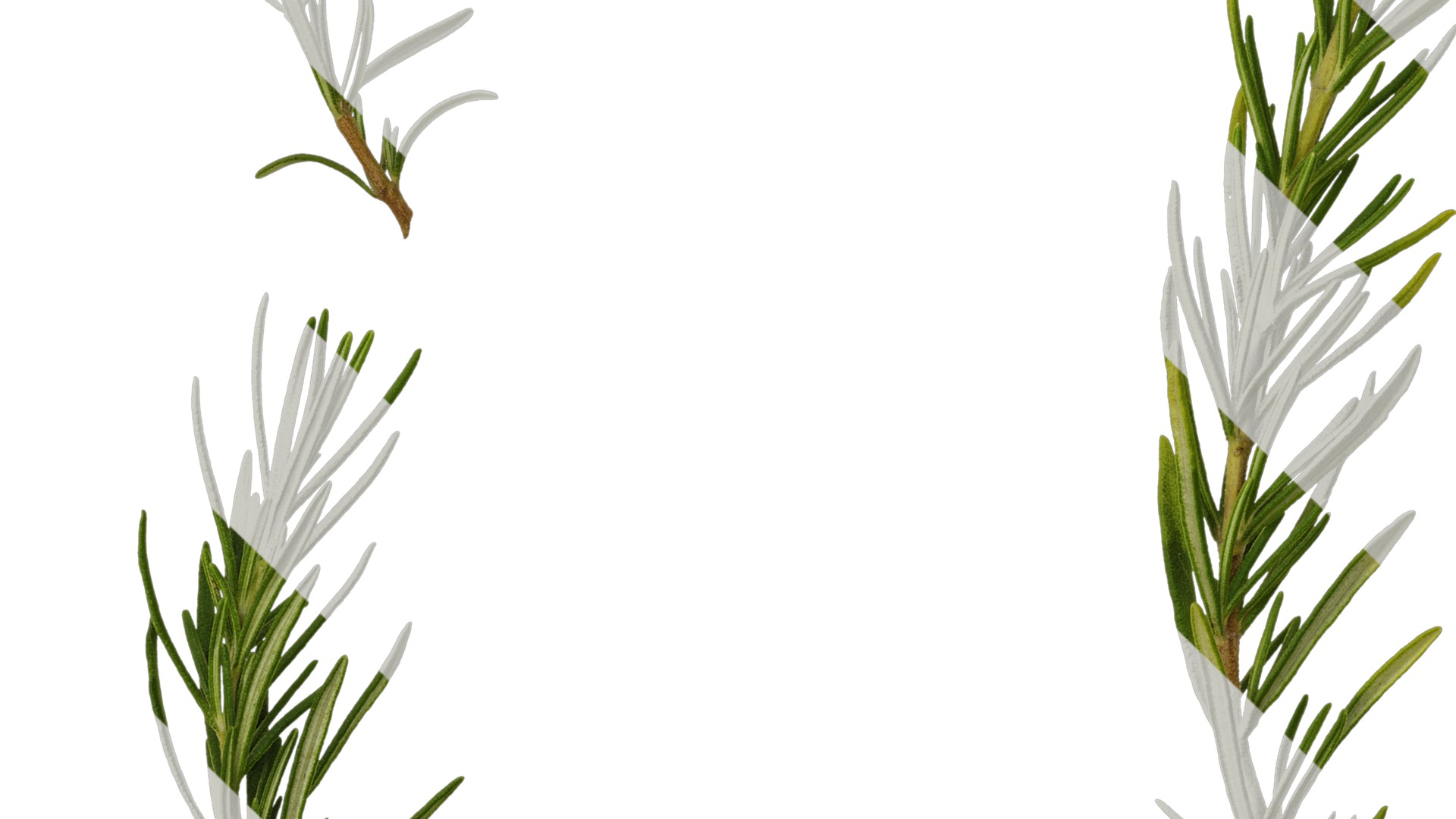 Anydrafts Salvia rosmarinus Atlas 07 Texture_5