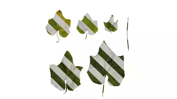 Anydrafts Sechium edule Leaf 01