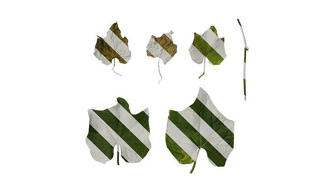 Anydrafts Sechium edule Leaf 02 Texture