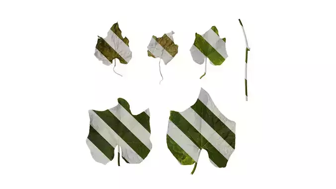 Anydrafts Sechium edule Leaf 02 Texture