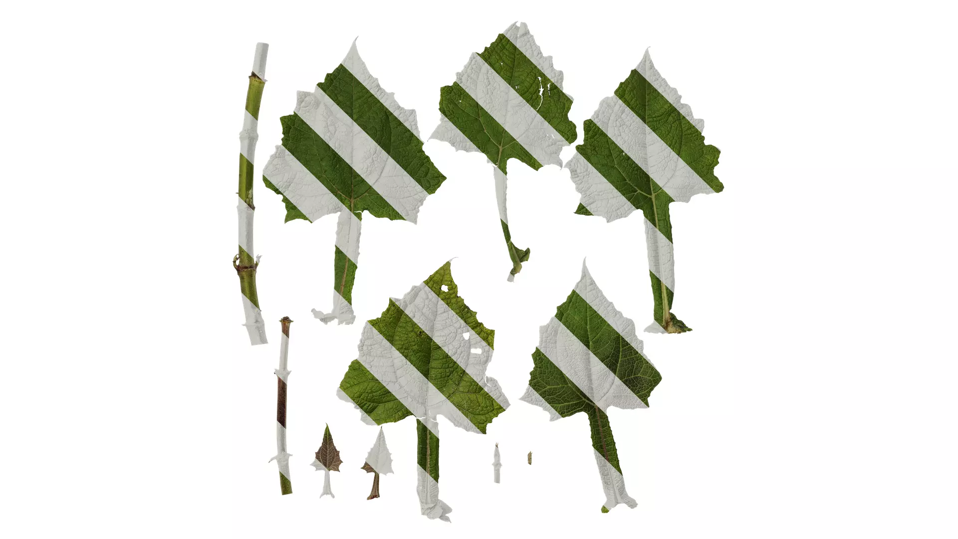 Anydrafts Smallanthus sonchifolius Leaf 01 Texture_0