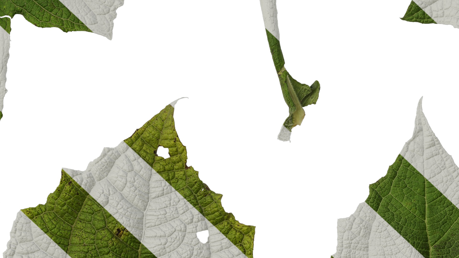 Anydrafts Smallanthus sonchifolius Leaf 01 Texture_7