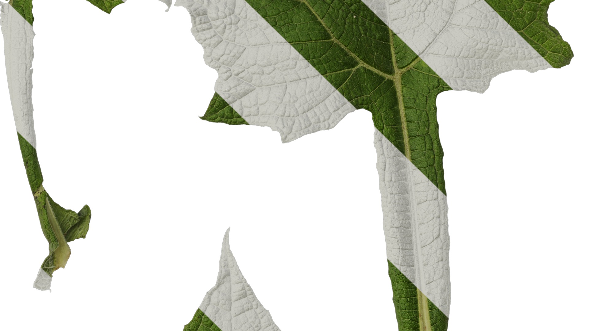 Anydrafts Smallanthus sonchifolius Leaf 01 Texture_4