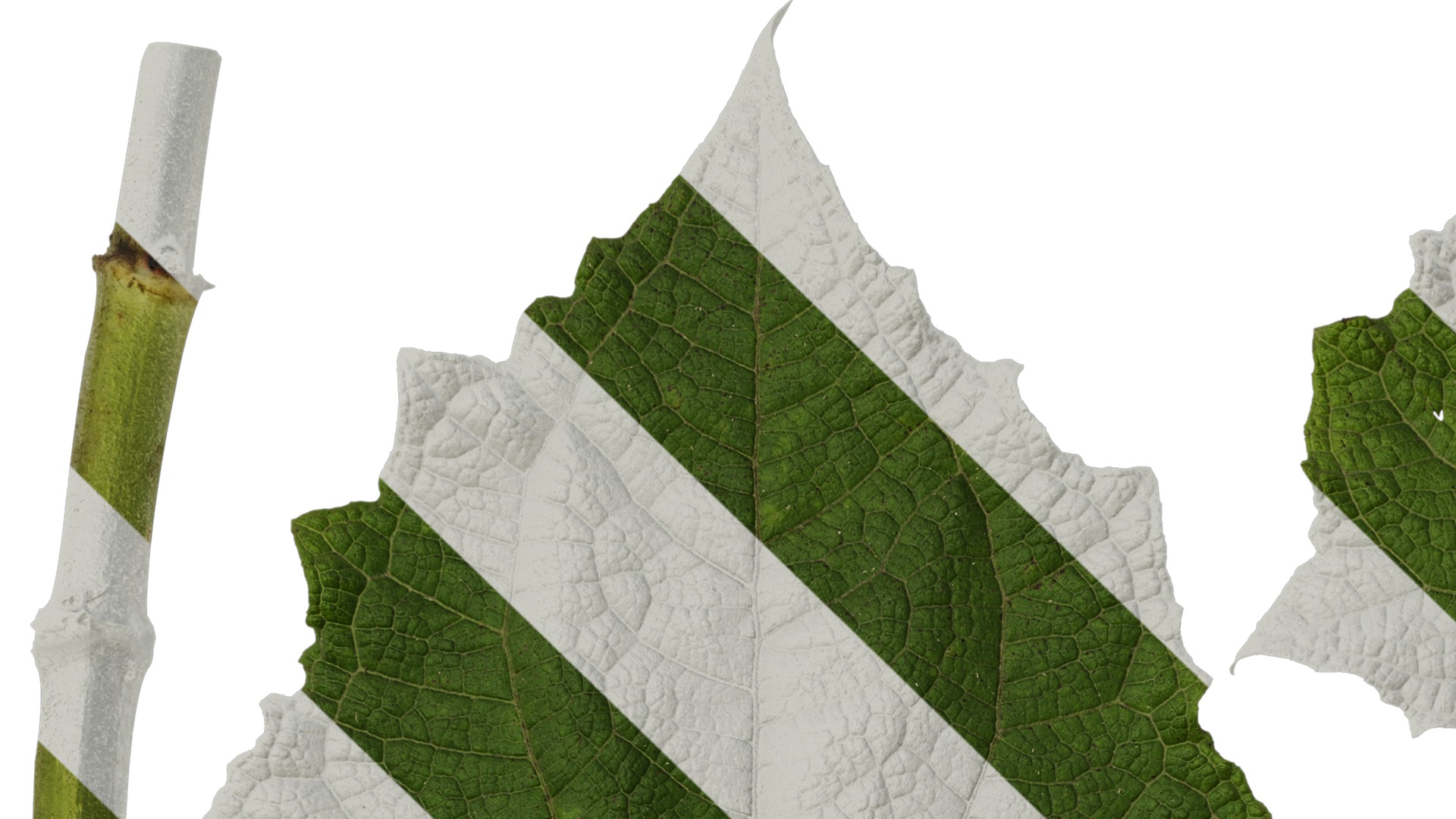 Anydrafts Smallanthus sonchifolius Leaf 01 Texture_1