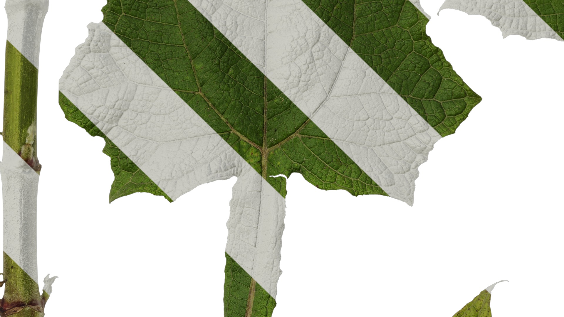 Anydrafts Smallanthus sonchifolius Leaf 01 Texture_3