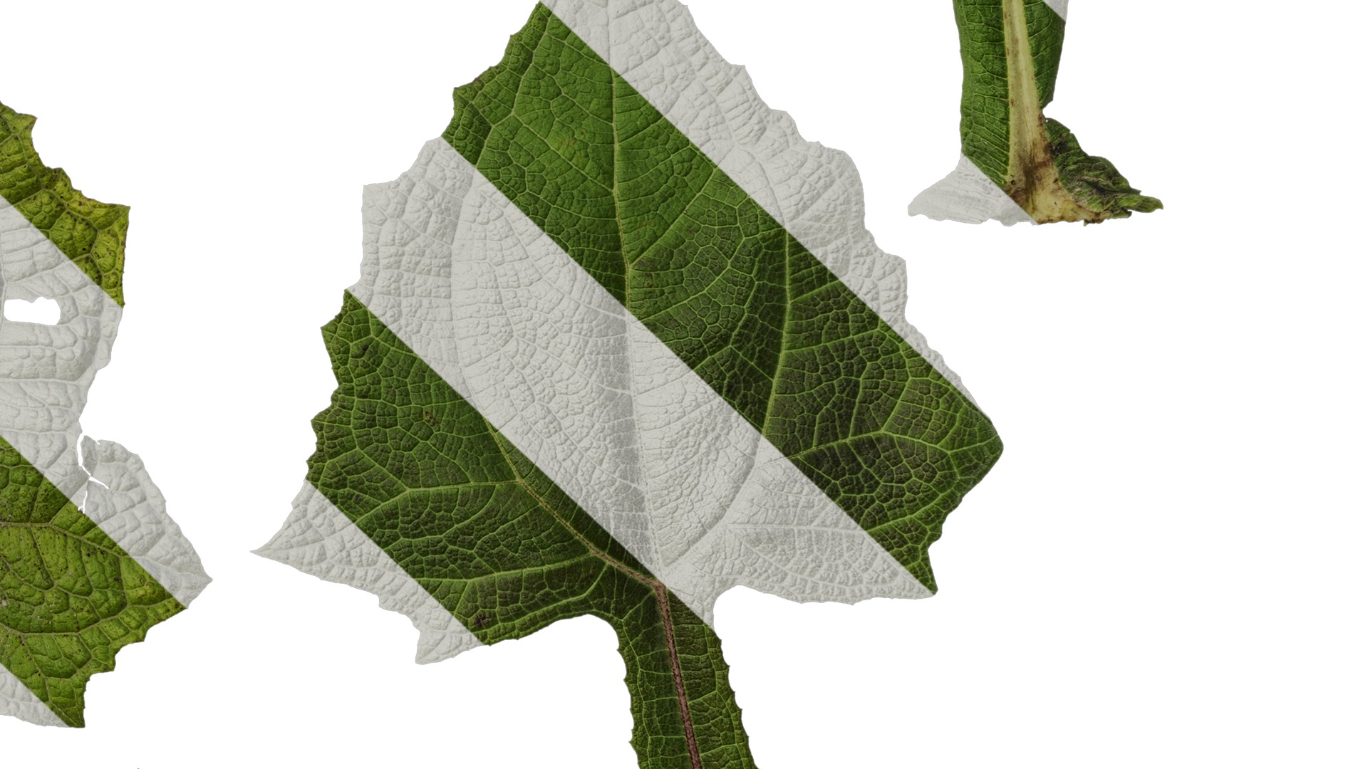 Anydrafts Smallanthus sonchifolius Leaf 01 Texture_6