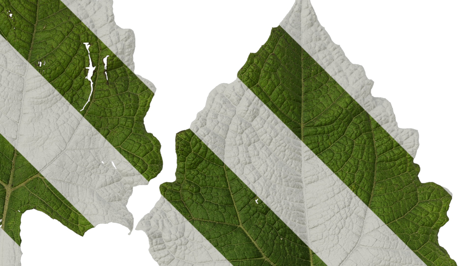 Anydrafts Smallanthus sonchifolius Leaf 01 Texture_2