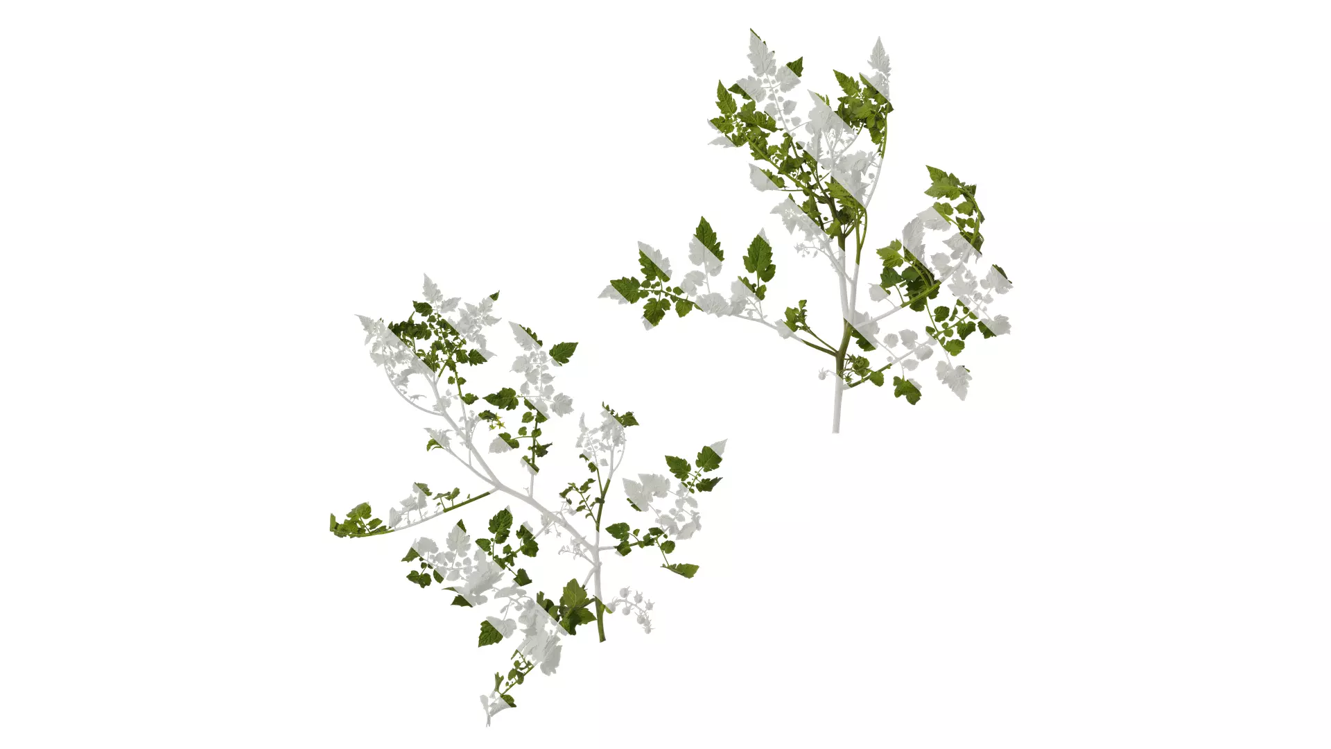 Anydrafts Solanum lycopersicum Atlas 04 Texture