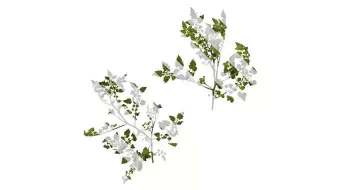 Anydrafts Solanum lycopersicum Atlas 04