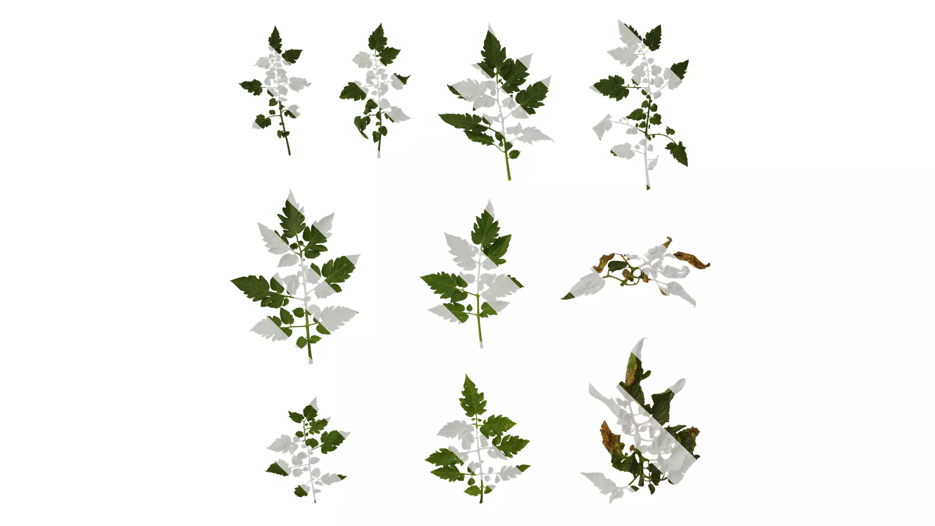 Anydrafts Solanum lycopersicum Atlas 05 Texture