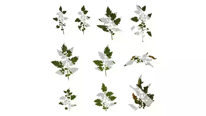 Anydrafts Solanum lycopersicum Atlas 05