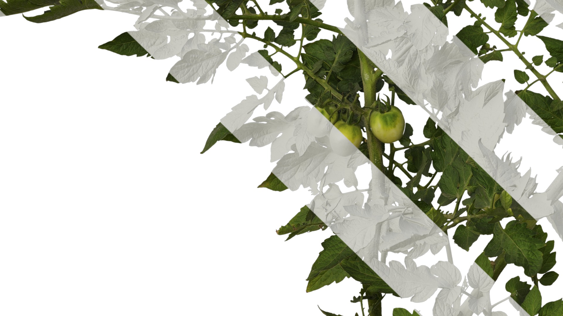 Anydrafts Solanum lycopersicum Atlas 06 Texture_5