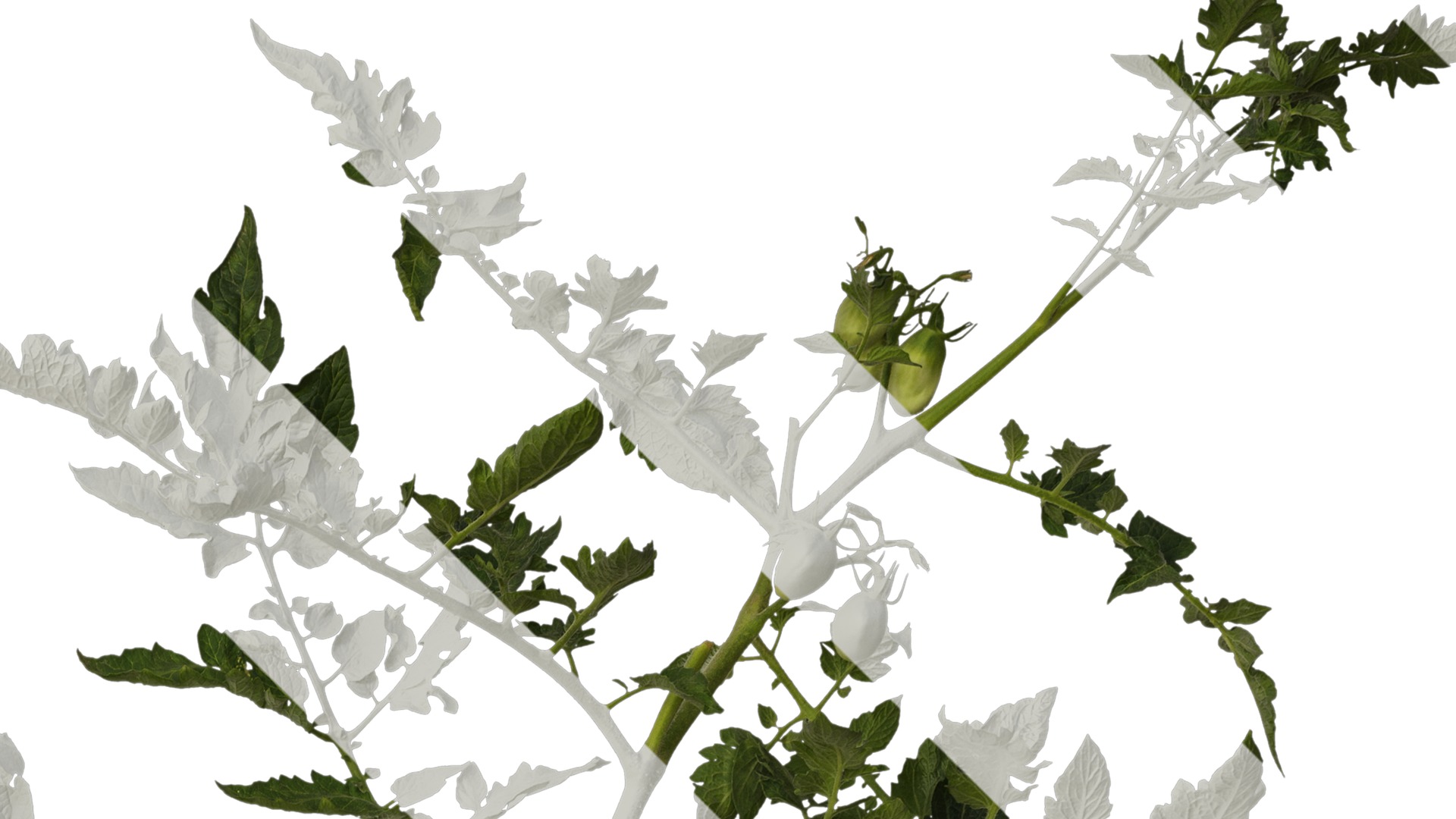 Anydrafts Solanum lycopersicum Atlas 06 Texture_2