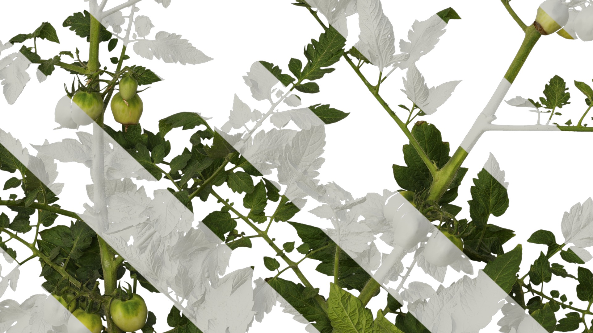 Anydrafts Solanum lycopersicum Atlas 06 Texture_7