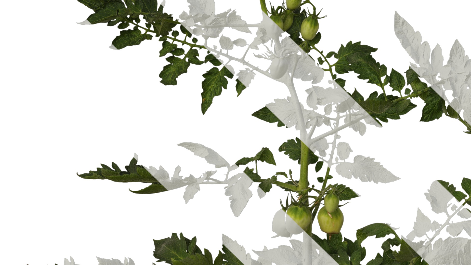 Anydrafts Solanum lycopersicum Atlas 06 Texture_3