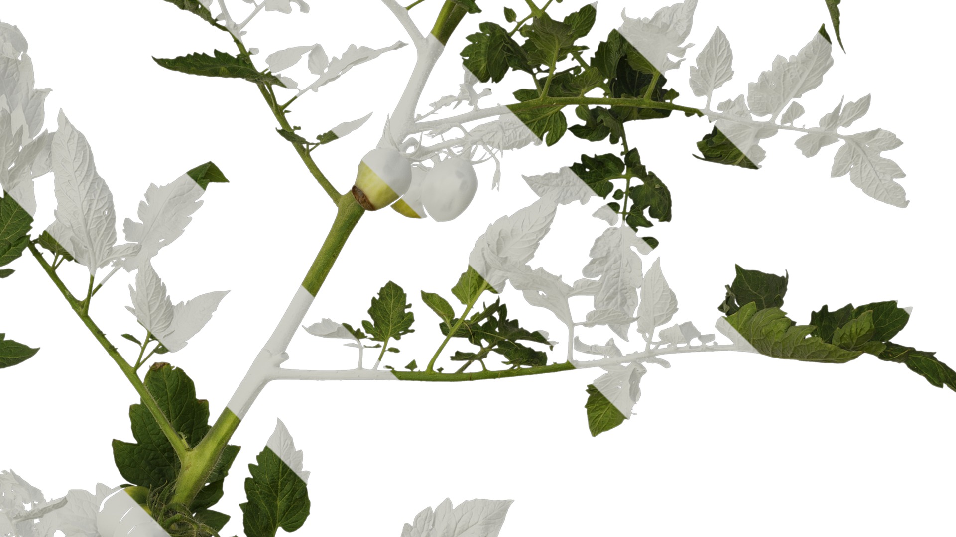 Anydrafts Solanum lycopersicum Atlas 06 Texture_4