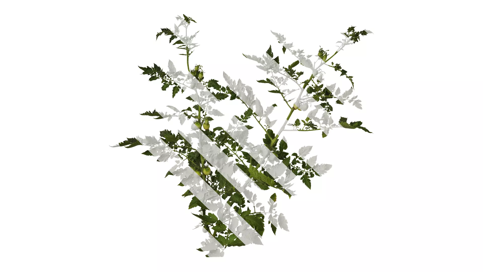 Anydrafts Solanum lycopersicum Atlas 06 Texture_0