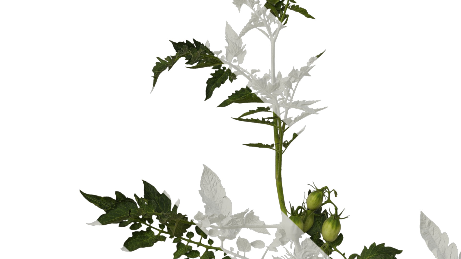 Anydrafts Solanum lycopersicum Atlas 06 Texture_1