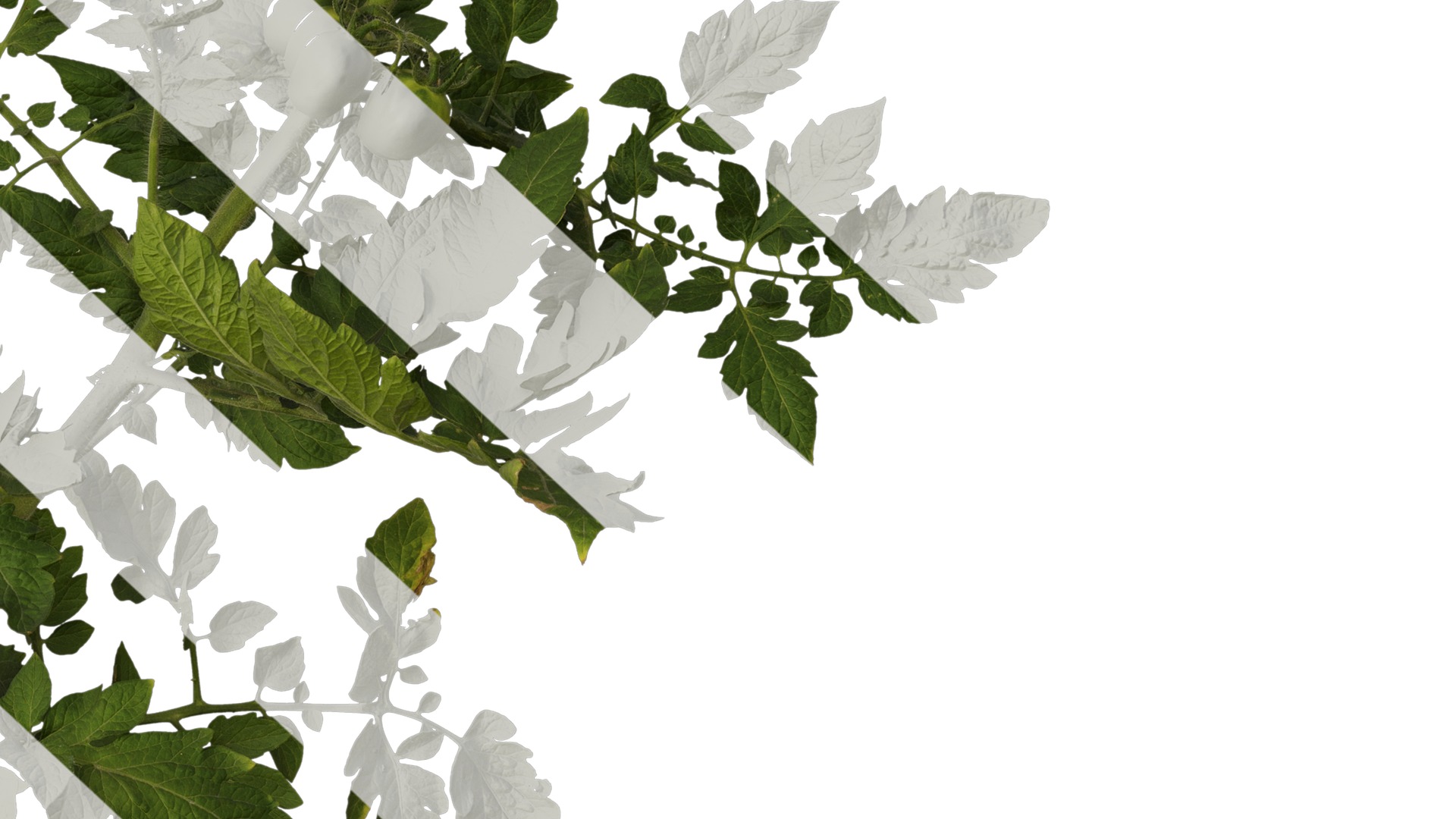 Anydrafts Solanum lycopersicum Atlas 06 Texture_6