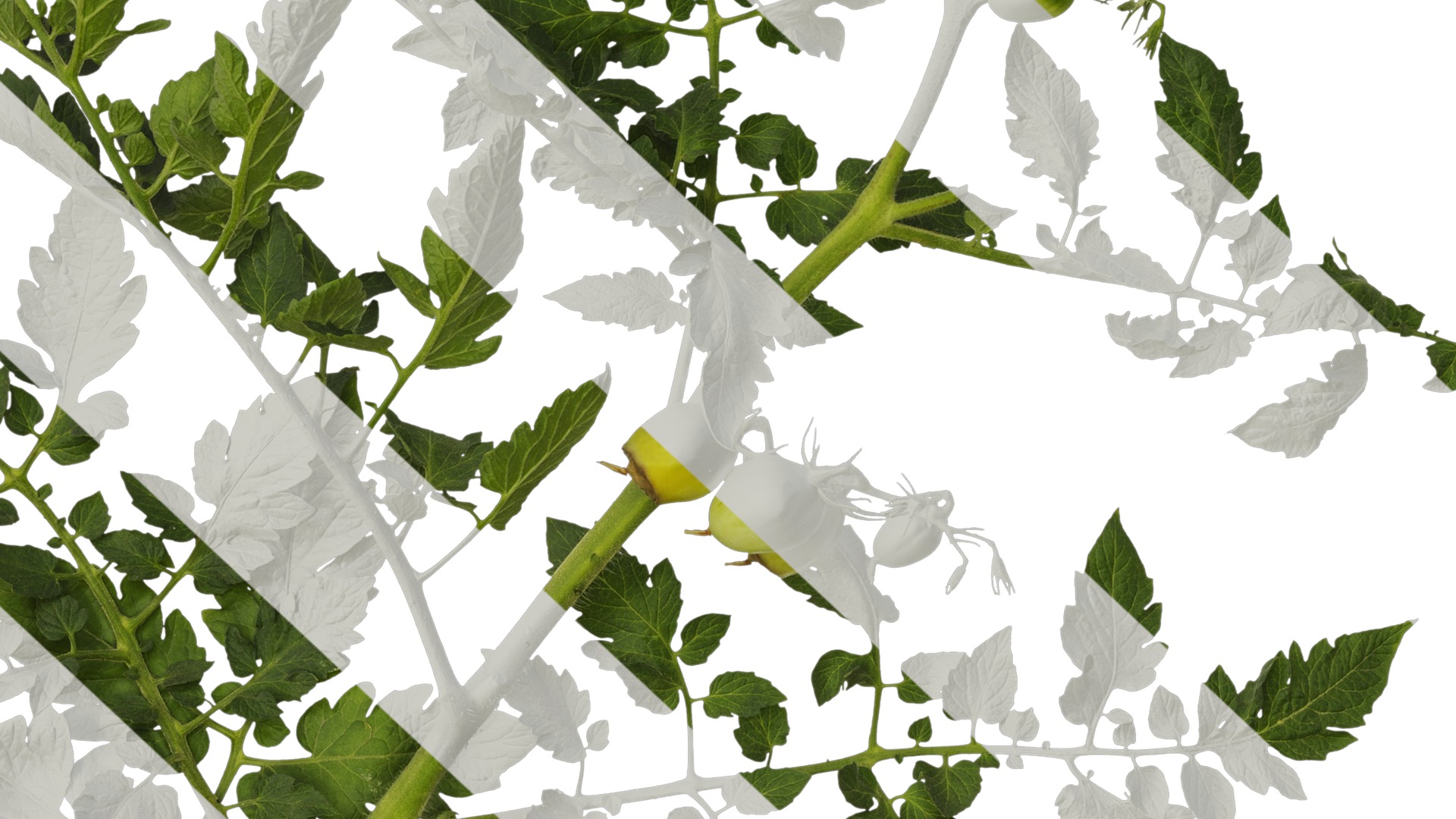 Anydrafts Solanum lycopersicum Atlas 07 Texture_7