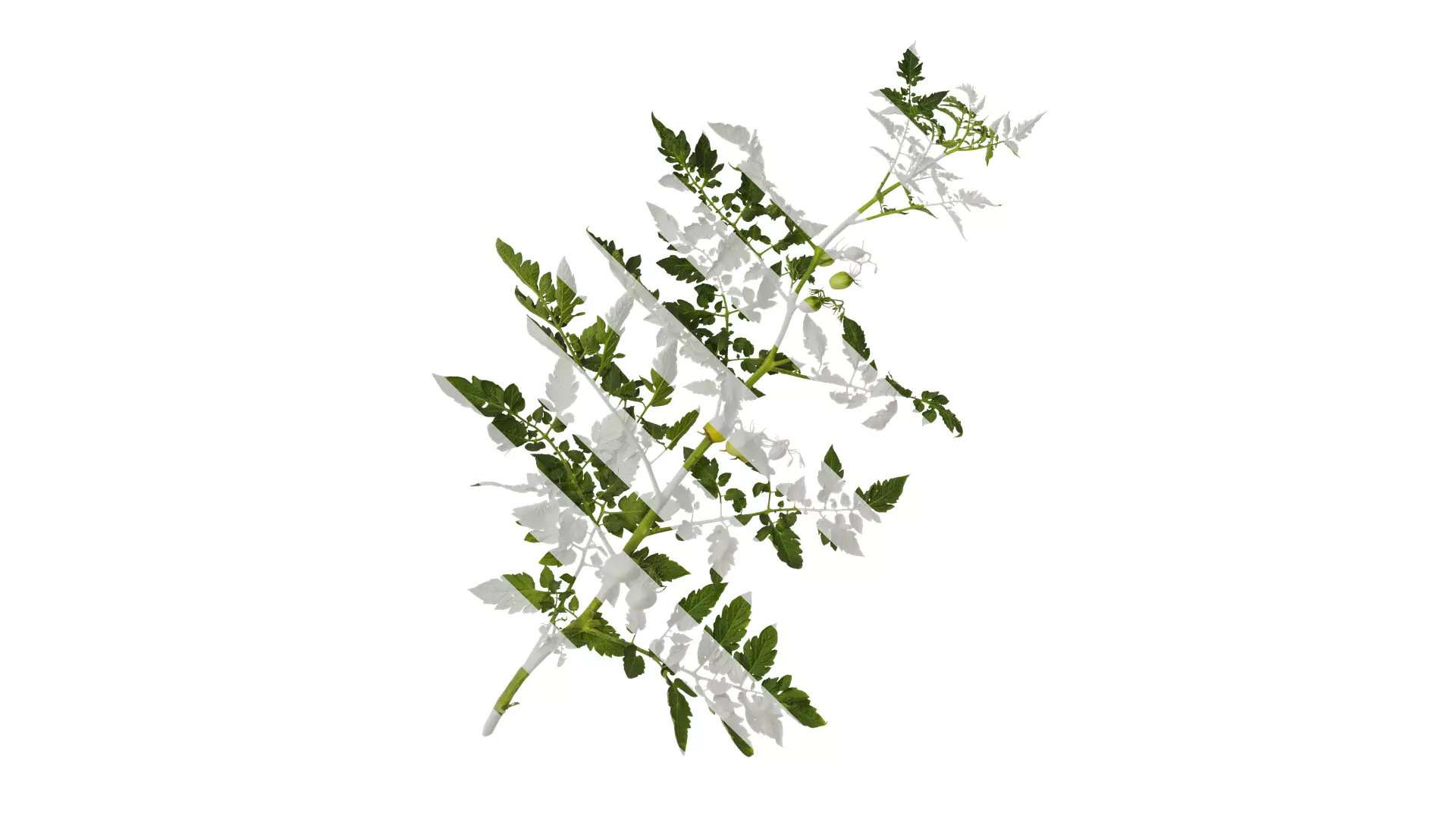 Anydrafts Solanum lycopersicum Atlas 07 Texture_0