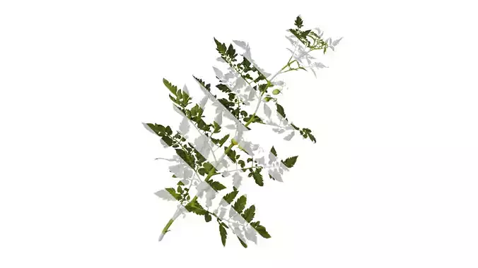 Anydrafts Solanum lycopersicum Atlas 07 Texture